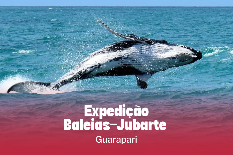 Expedição Baleias-Jubarte | 06/09