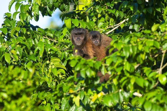 Família de Macaco-prego-preto (Sapajus nigritus) alimentando-se ao lado de um dos locais de hospedagem do SESC PRAIA FORMOSA | Foto: Leonardo Merçon/Instituto Últimos Refúgios